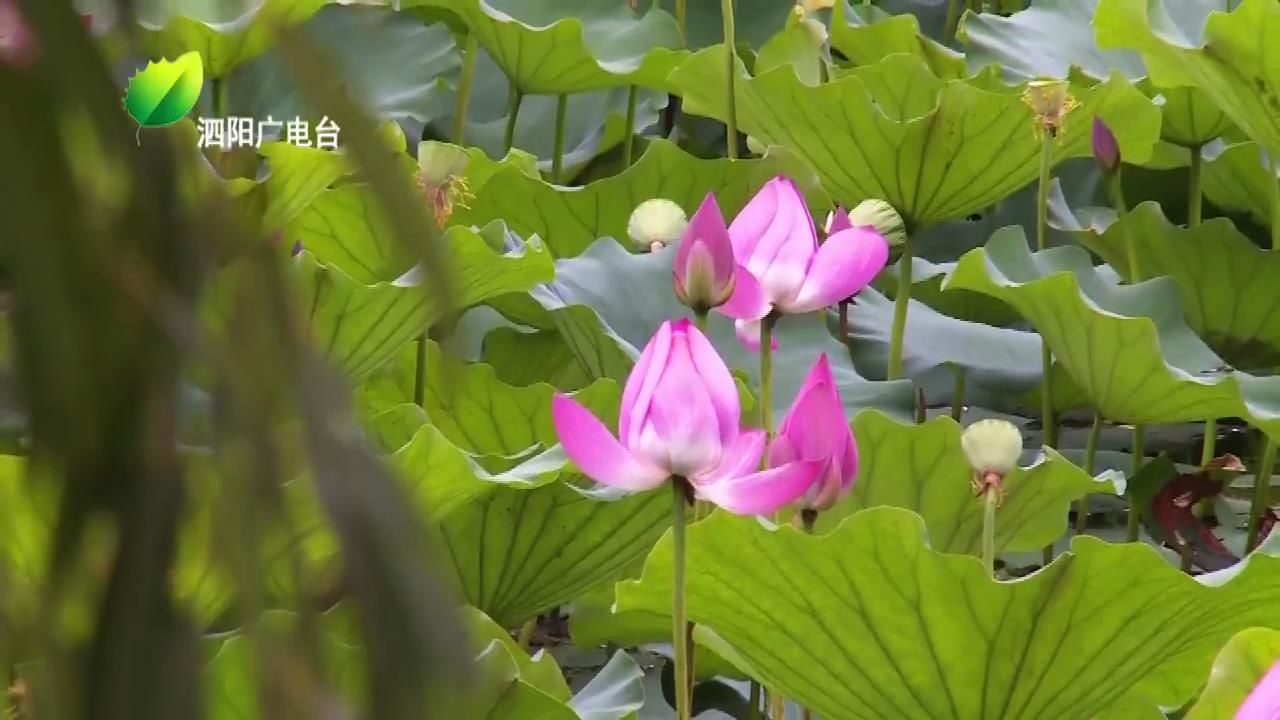 七月荷花展娇颜美景如画醉游人